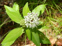 Asclepias texana