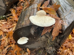 Pleurotus dryinus