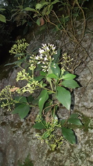 Ageratina ligustrina