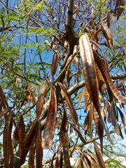 Leucaena esculenta
