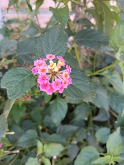 Lantana achyranthifolia