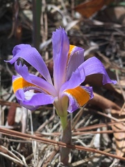 Iris verna
