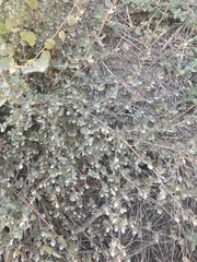 Cercocarpus betuloides