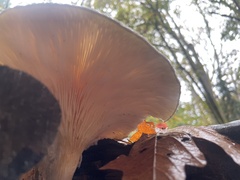 Pleurotus dryinus