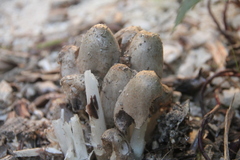 Coprinopsis atramentaria