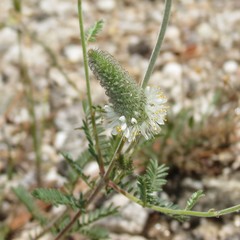 Dalea albiflora
