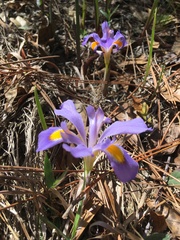 Iris verna