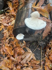 Pleurotus dryinus