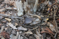Coprinopsis atramentaria