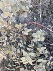 Arctostaphylos glandulosa