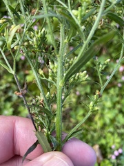 Erigeron sumatrensis