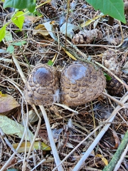 Chlorophyllum olivieri