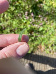 Erigeron sumatrensis