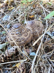 Chlorophyllum olivieri