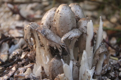 Coprinopsis atramentaria