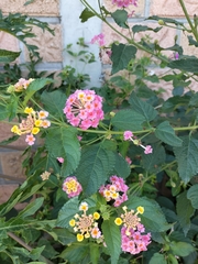 Lantana achyranthifolia