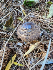 Chlorophyllum olivieri
