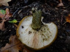Lactarius turpis
