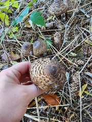 Chlorophyllum olivieri