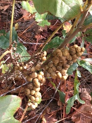 Toxicodendron pubescens