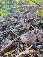 Chlorophyllum olivieri