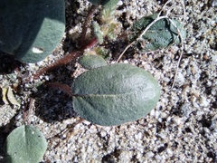 Abronia villosa