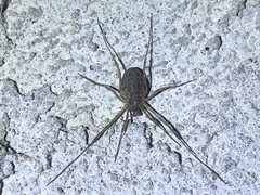 Oligolophus tridens