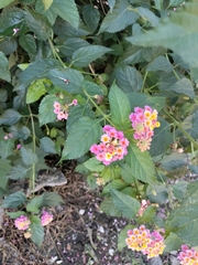 Lantana achyranthifolia