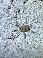 Oligolophus tridens