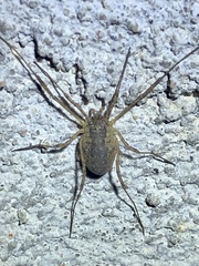 Oligolophus tridens