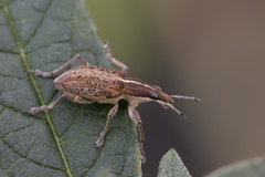 Charagmus gressorius