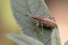 Charagmus gressorius