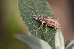 Charagmus gressorius