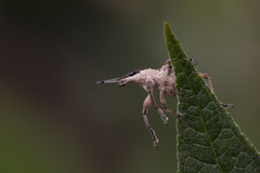 Charagmus gressorius