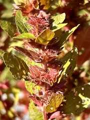 Acalypha rhomboidea