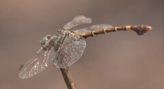 Paragomphus genei