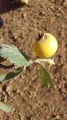 Crataegus azarolus image