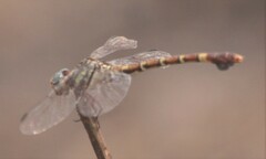 Paragomphus genei