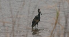 Anastomus lamelligerus