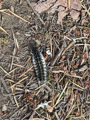Lophocampa roseata
