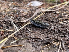Lophocampa roseata