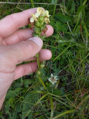 Pedicularis tuberosa