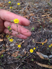Lessingia germanorum