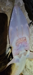 Scaphirhynchus platorynchus