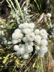 Helichrysum fruticans