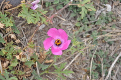 Modiolastrum gilliesii