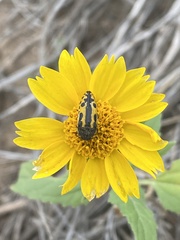 Acmaeodera scalaris