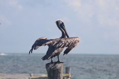 Pelecanus occidentalis