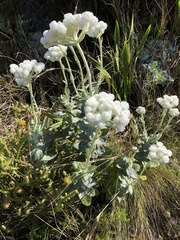 Helichrysum fruticans