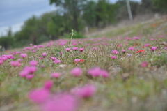 Modiolastrum gilliesii